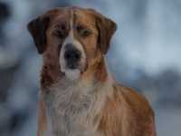 ��� �������