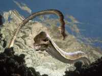 ������� ��������� 3D: ����������� � �������������� ���