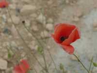 ������ ����� ������