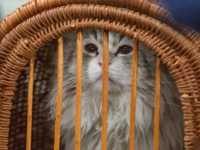 ������ ������