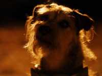 ��������� ���������