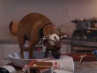 ��������� ���������