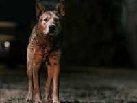 �������� �������� ��������: ������� ���