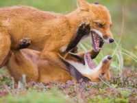 �������� ���