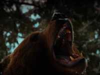 ���� ������� �����